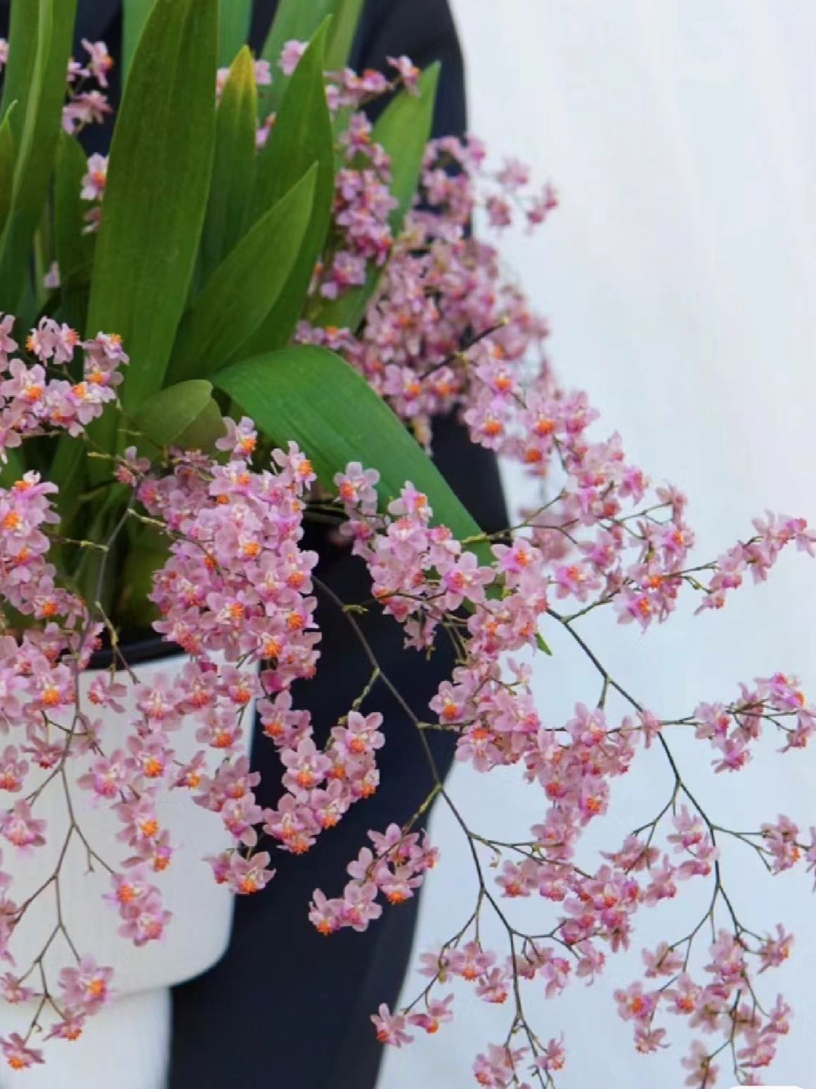 梦香兰（光宗粉）130盆15支花剑起