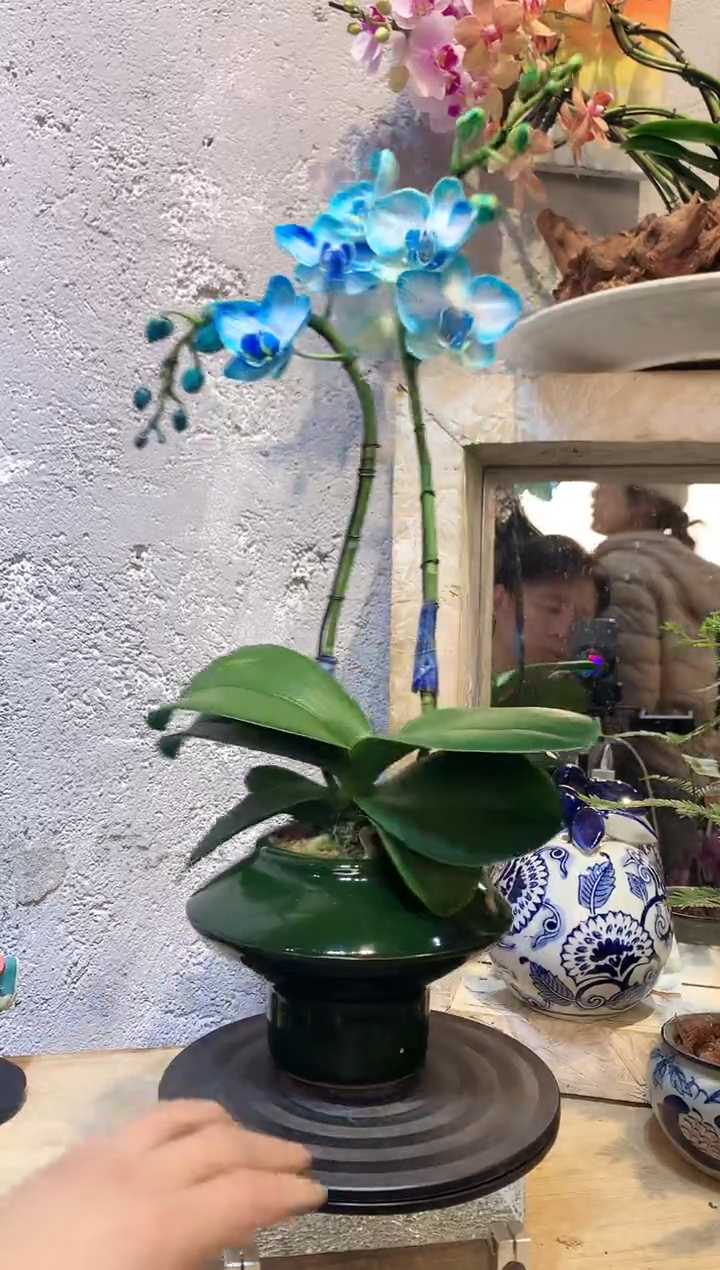 大部分花苞少量开放2141蝴蝶兰一物一拍