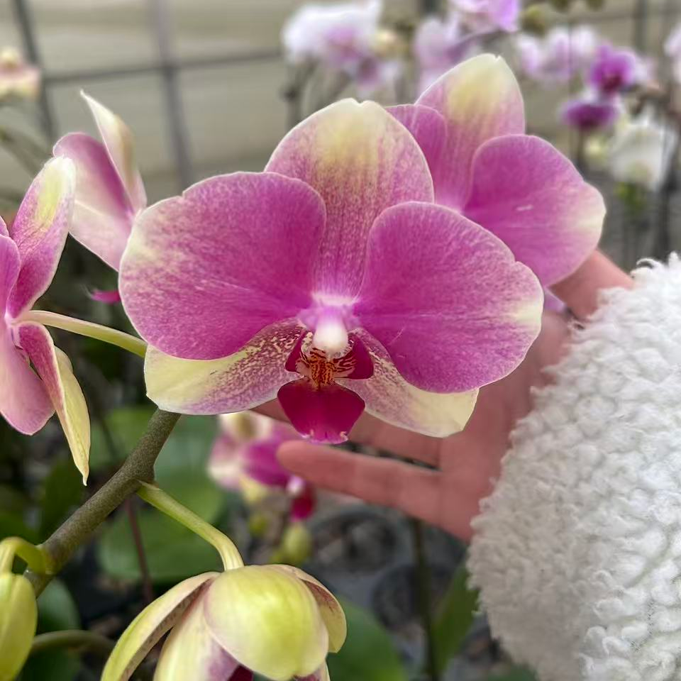 花都优选  蝴蝶兰（多彩蜜桃 ） 带花带花苞