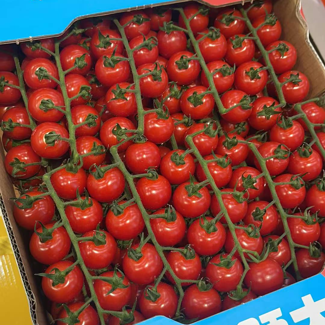串番茄小番茄约500g左右番茄同城配