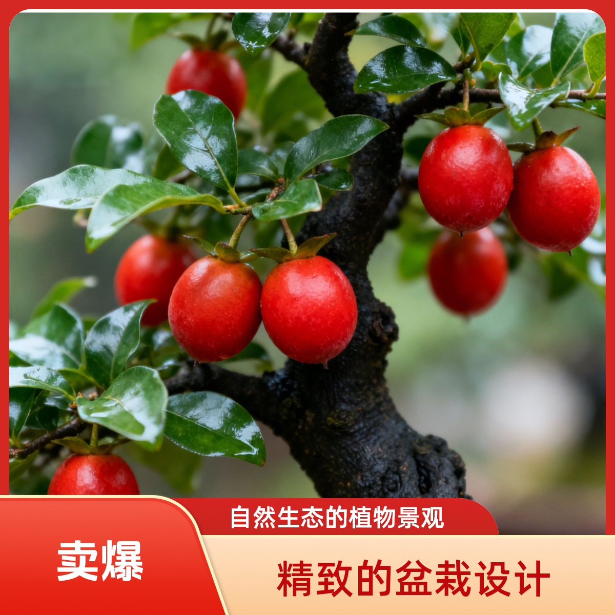 精品老庄金弹子，一物一拍2号链接