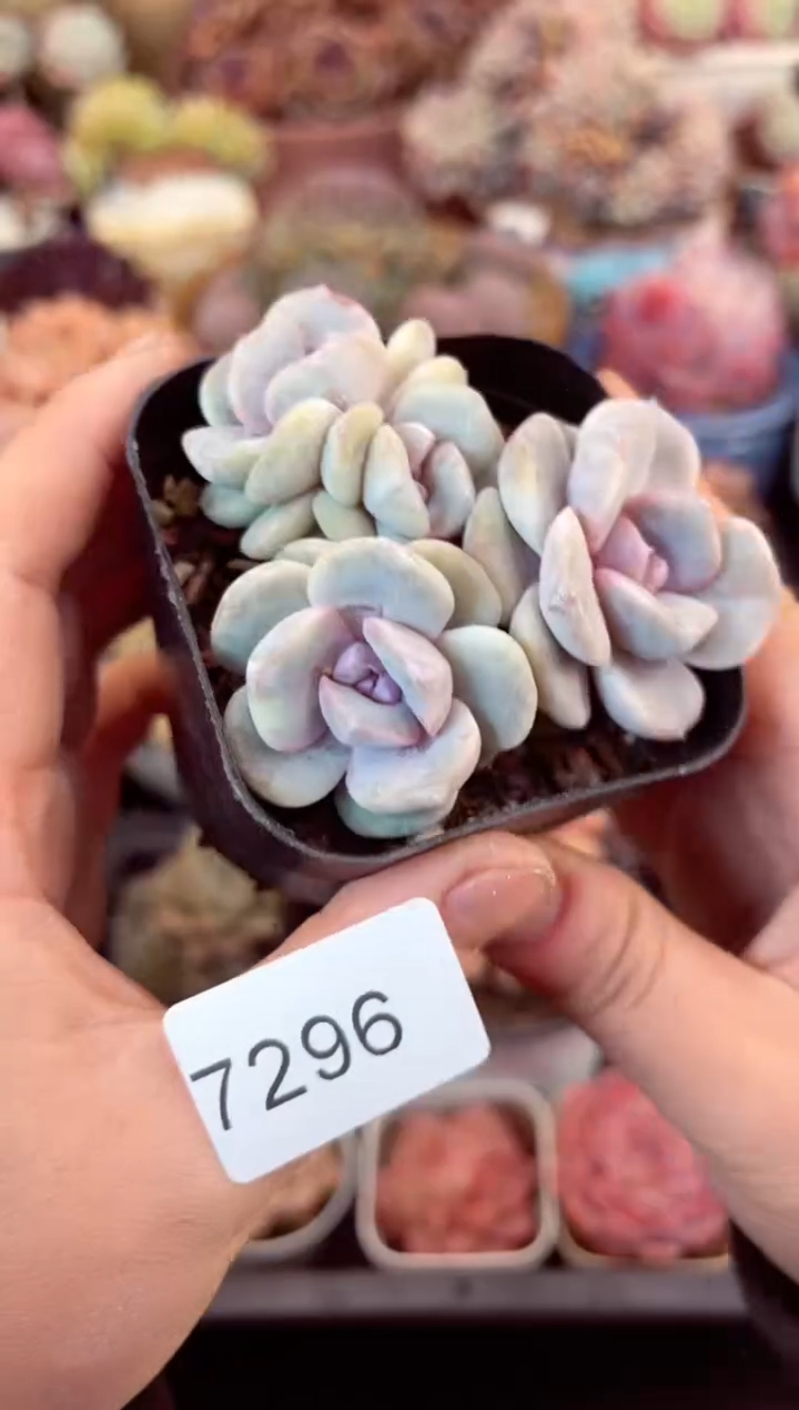 【闪购商品】7296雪兔杂多肉