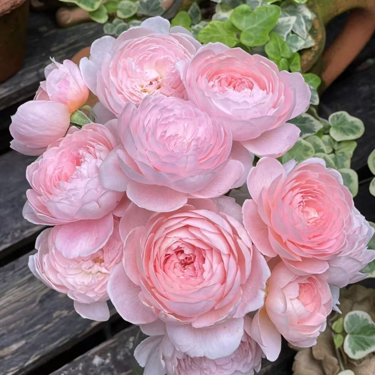 瑞典女王特大苗  四季灌木月季