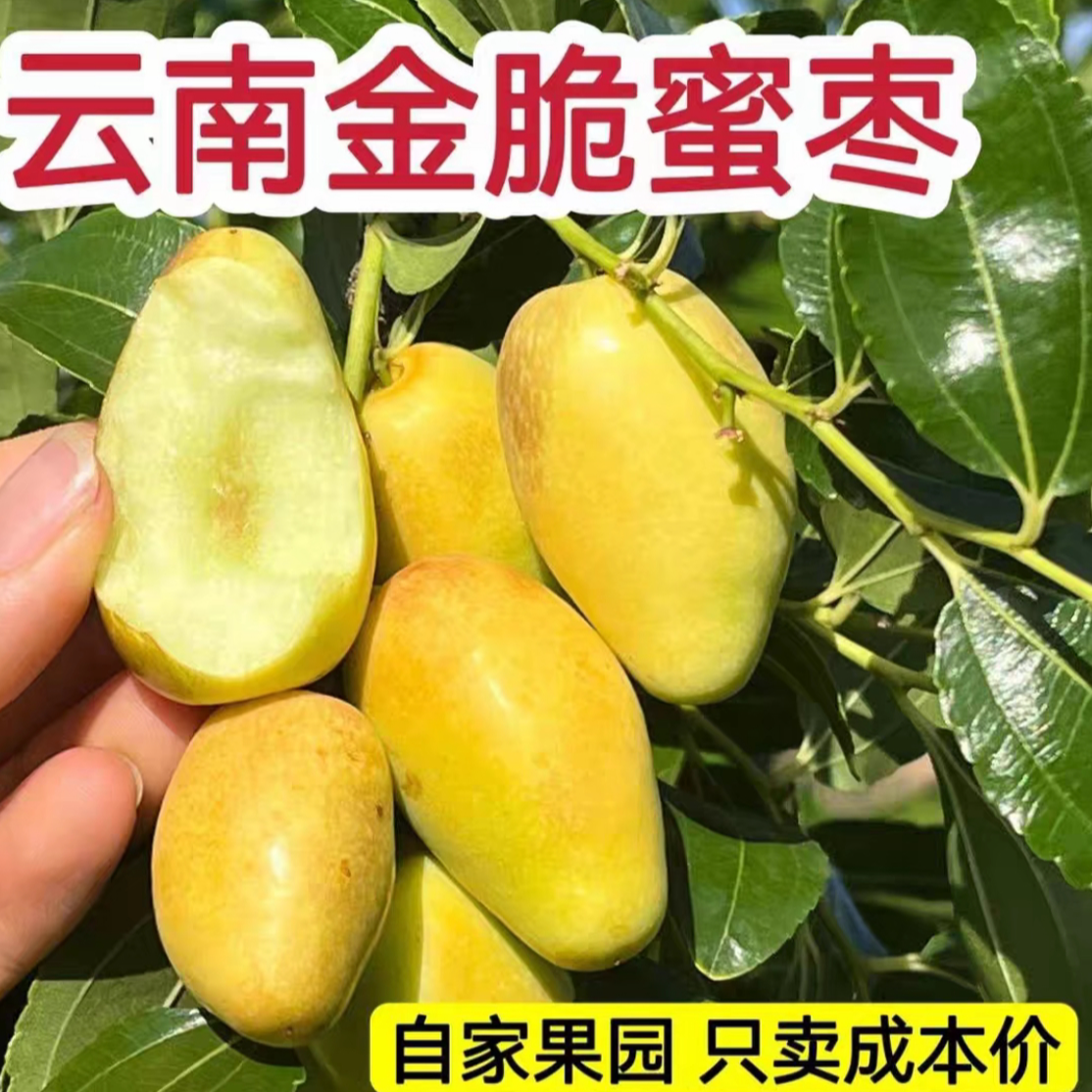 云南【金脆蜜枣】高原大理宾川金脆蜜枣子弹枣鸡心枣蜜枣新鲜枣子