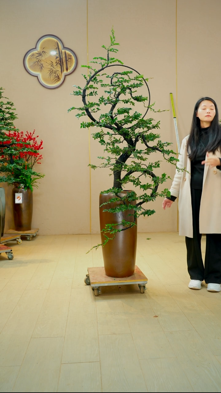 以实际为准…****…【广东小叶紫檀】落地高端盆景绿植四季常青常绿