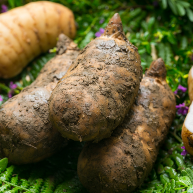 正宗高山新鲜天麻现挖现发包邮到家