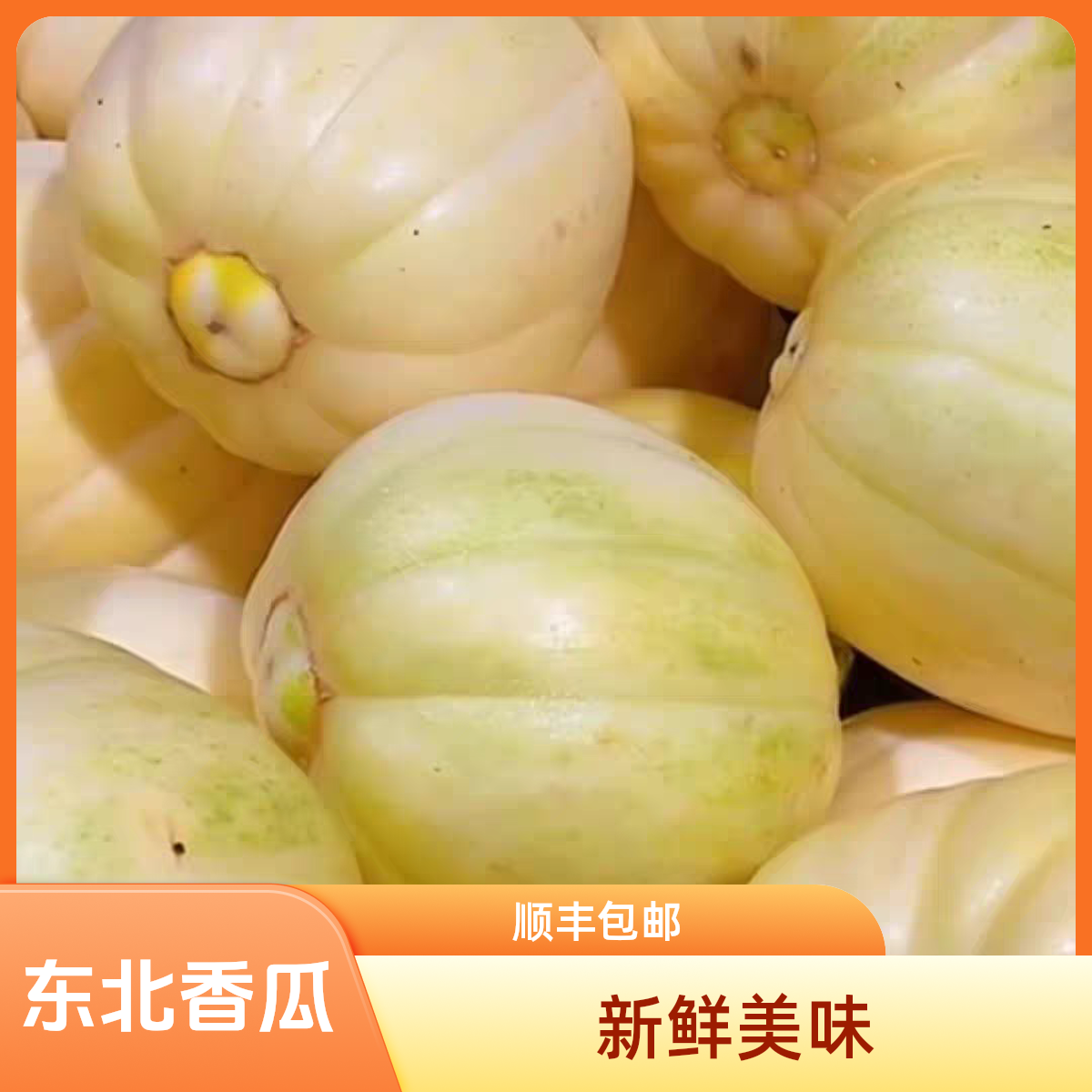 东北农家自种金飞白糖罐香瓜顺丰包邮