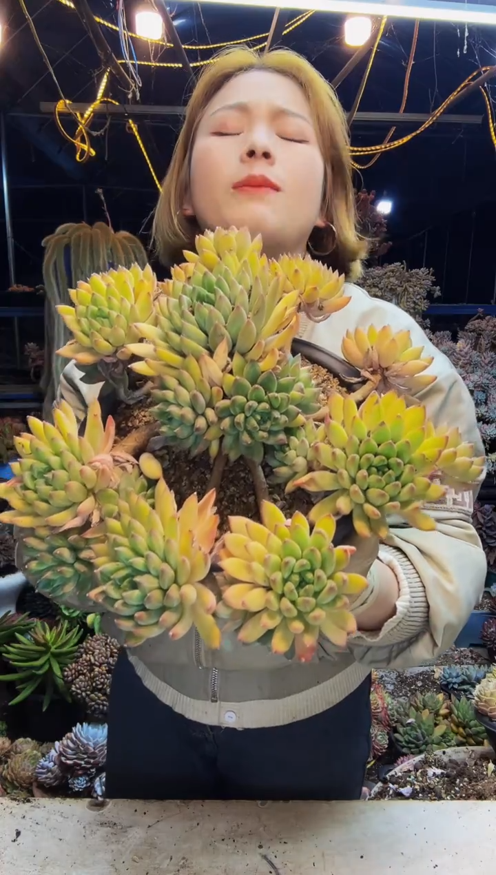 4号一物一拍脱土包邮