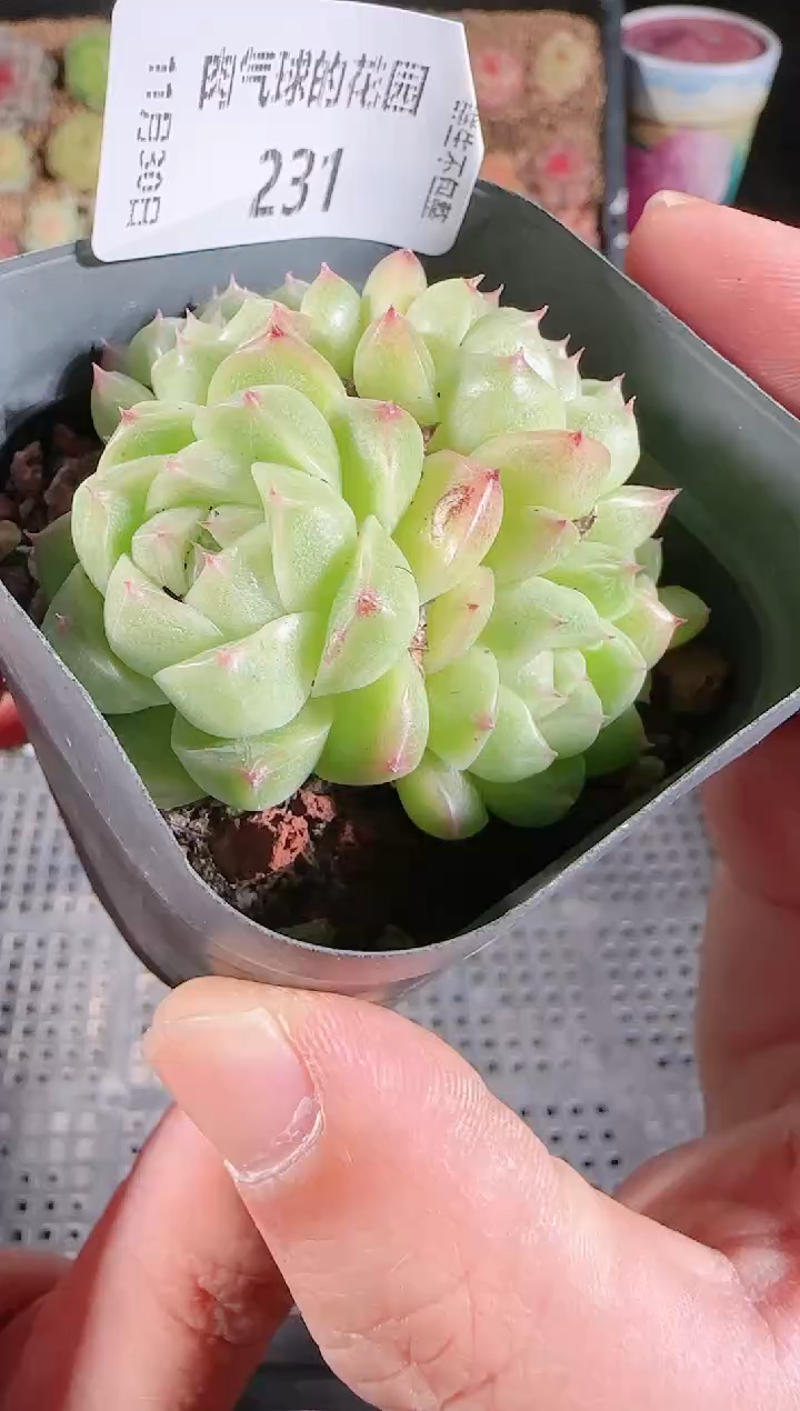 1130-230多肉群生不包整