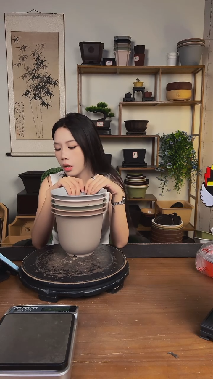 5只18口径金钟马卡龙色系