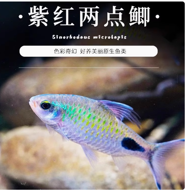 【老吴精选好物】紫红两点鲫 （三单发货）