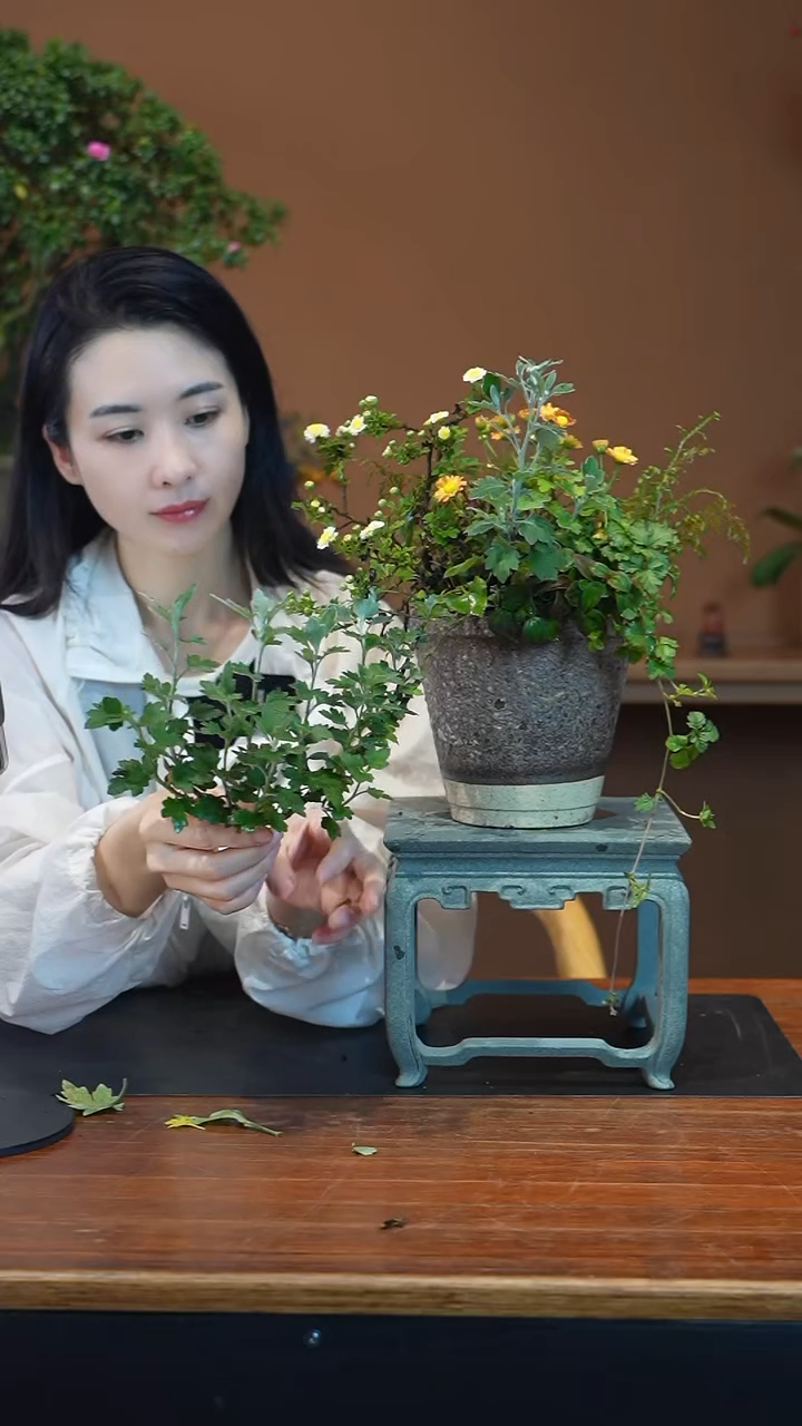 全部花朵山野草盆景盆景盆景