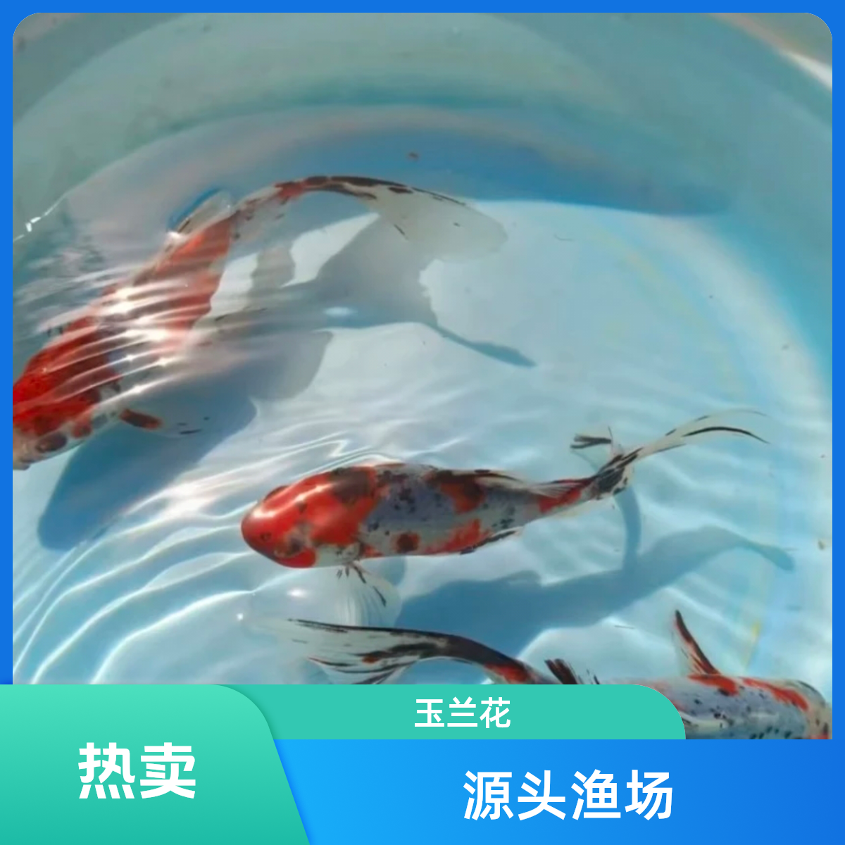 【迷你爱宠加量】水墨玉兰花草 4-6cm  新手混养耐活 超萌 全国包邮