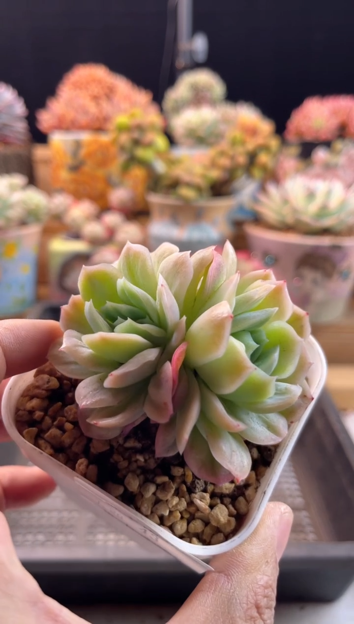 【闪购商品】1.20-43泡泡纱裙