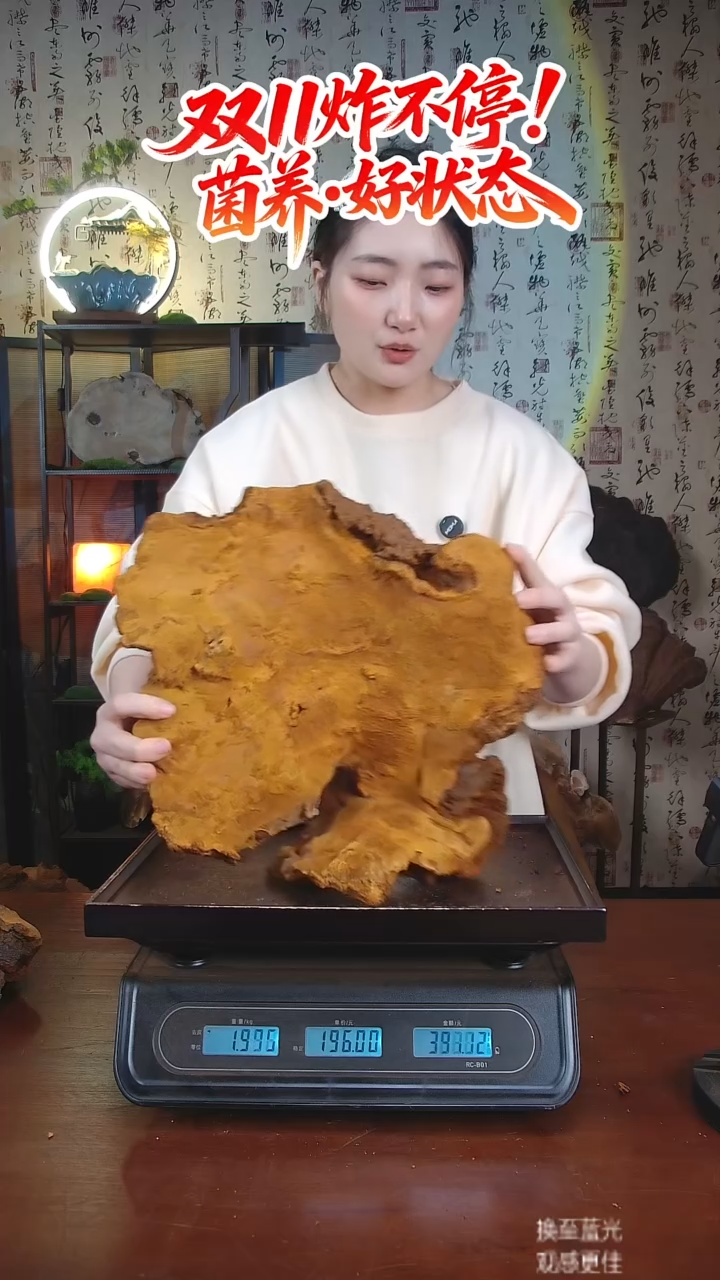 松针层孔菌中国大陆【藏区 野生】松树桑黄（3.77斤）40-50年份