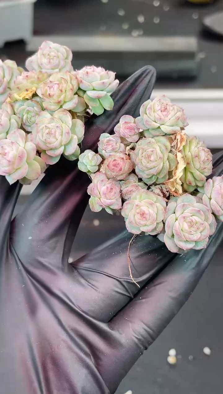 闪购1797  优选多肉一颗   