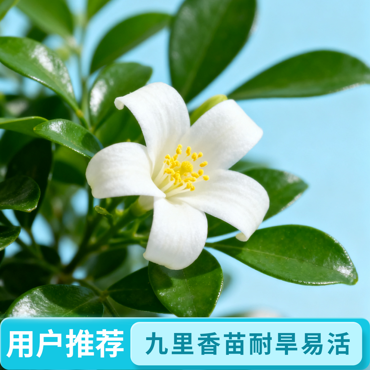 【罗兰花园】小叶九里香盆栽四季开花花卉浓香独杆老桩花卉绿植盆栽
