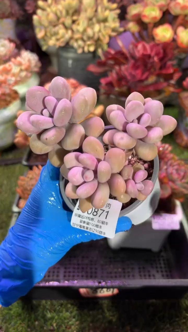 【闪购商品】00871