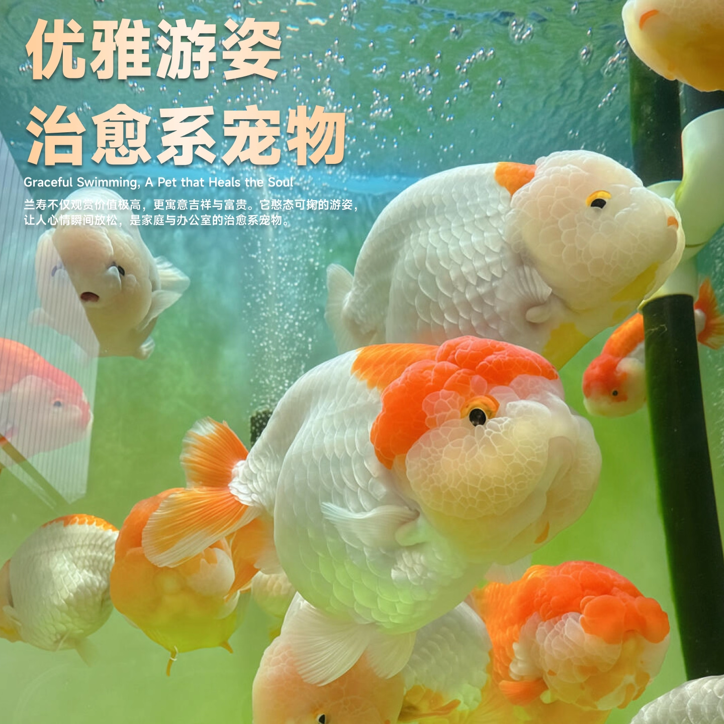 泰狮元宝狮玛丽百褶冷水观赏鱼千褶小金鱼好养耐活兰寿玛丽鱼好养