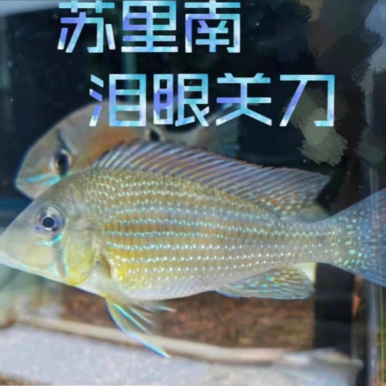 【老吴精选好物】苏里南泪眼关刀（三单发货）