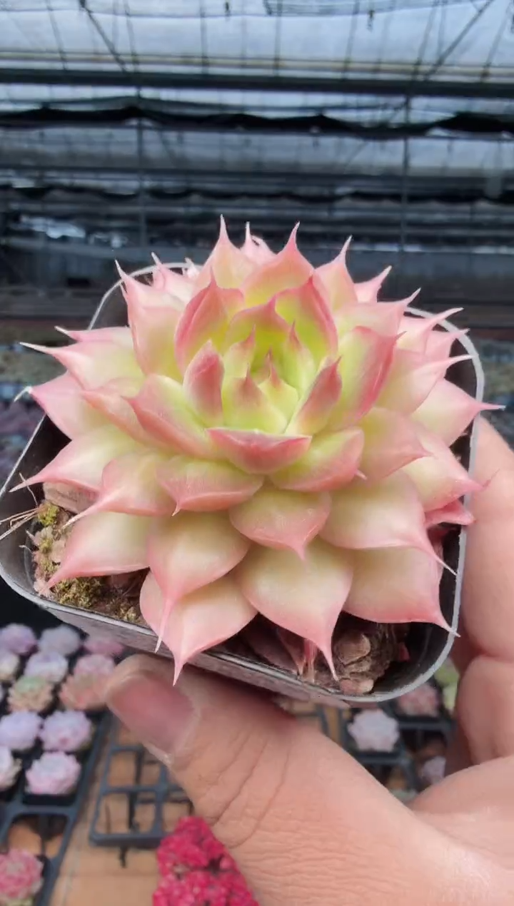 东云多肉园新款-511