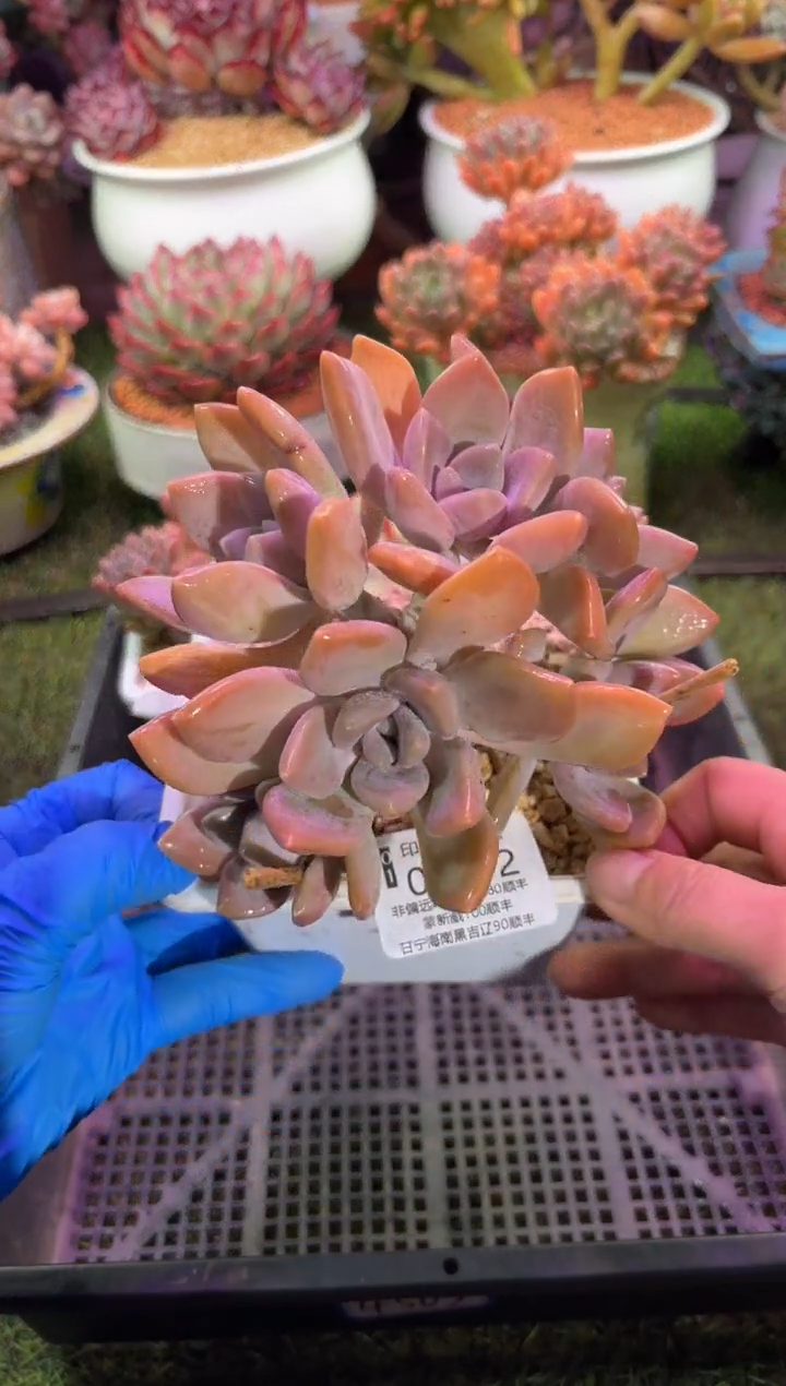 【闪购商品】05812