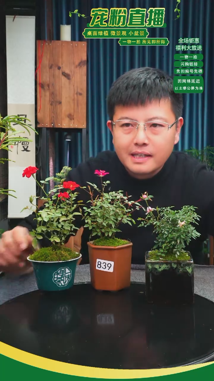 无花朵自*苔藓微景观839号