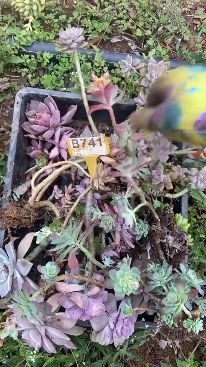 【闪购商品】B741清风花木兰多肉组合