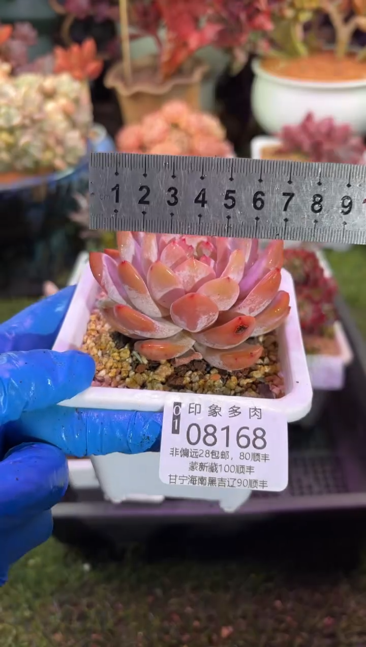 【闪购商品】08168