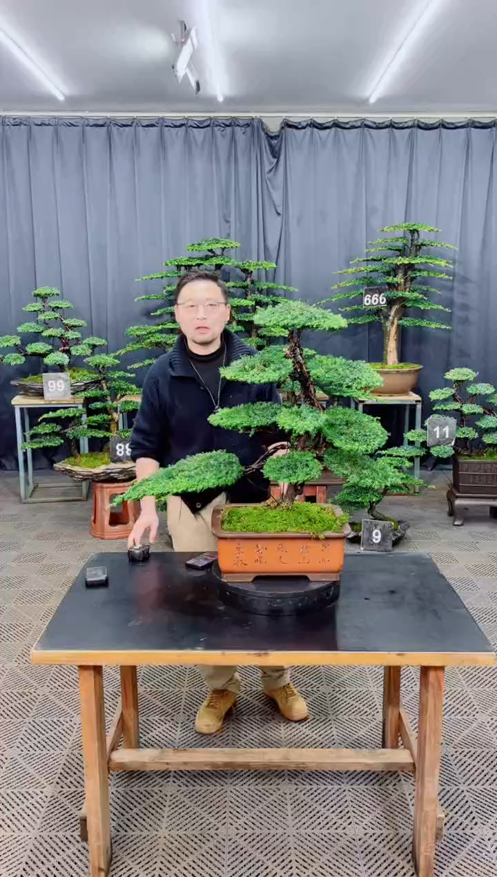 无花朵盆景........