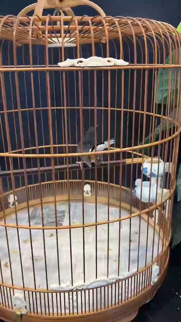 61号   长尾养笼0元起拍