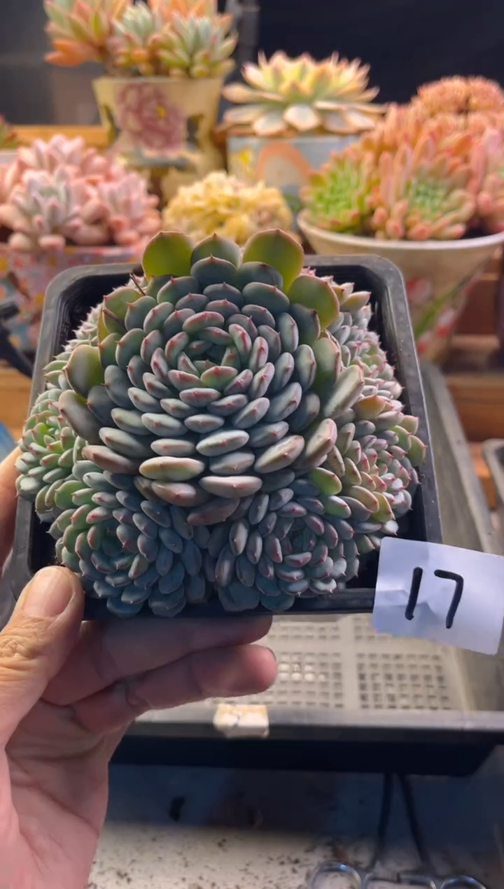 ?***葱11.2-17白胖子111111111111