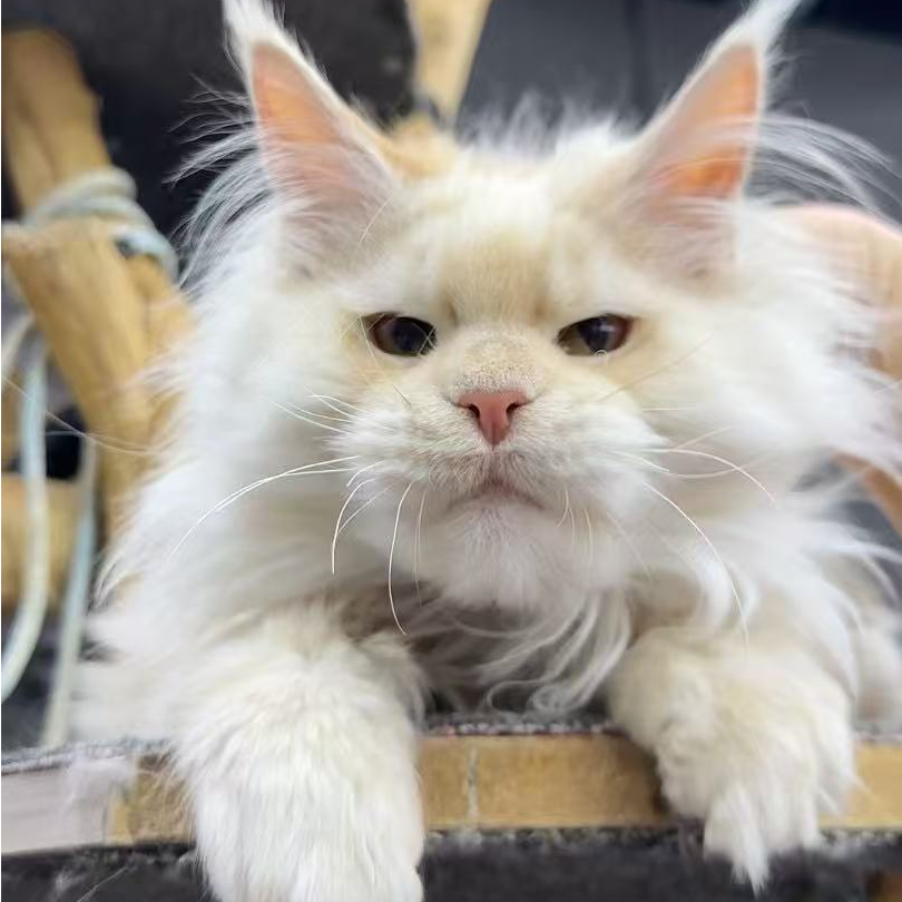 【B哥爱缅因猫】活体猫咪
