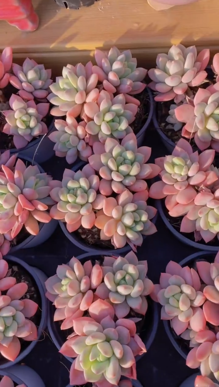 147- W拉丝雨群生（量拍）