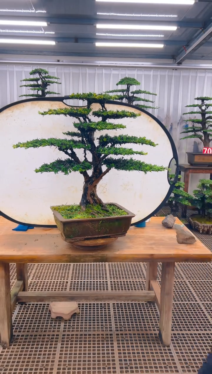 无花朵无***界精品盆景直播间一物一拍