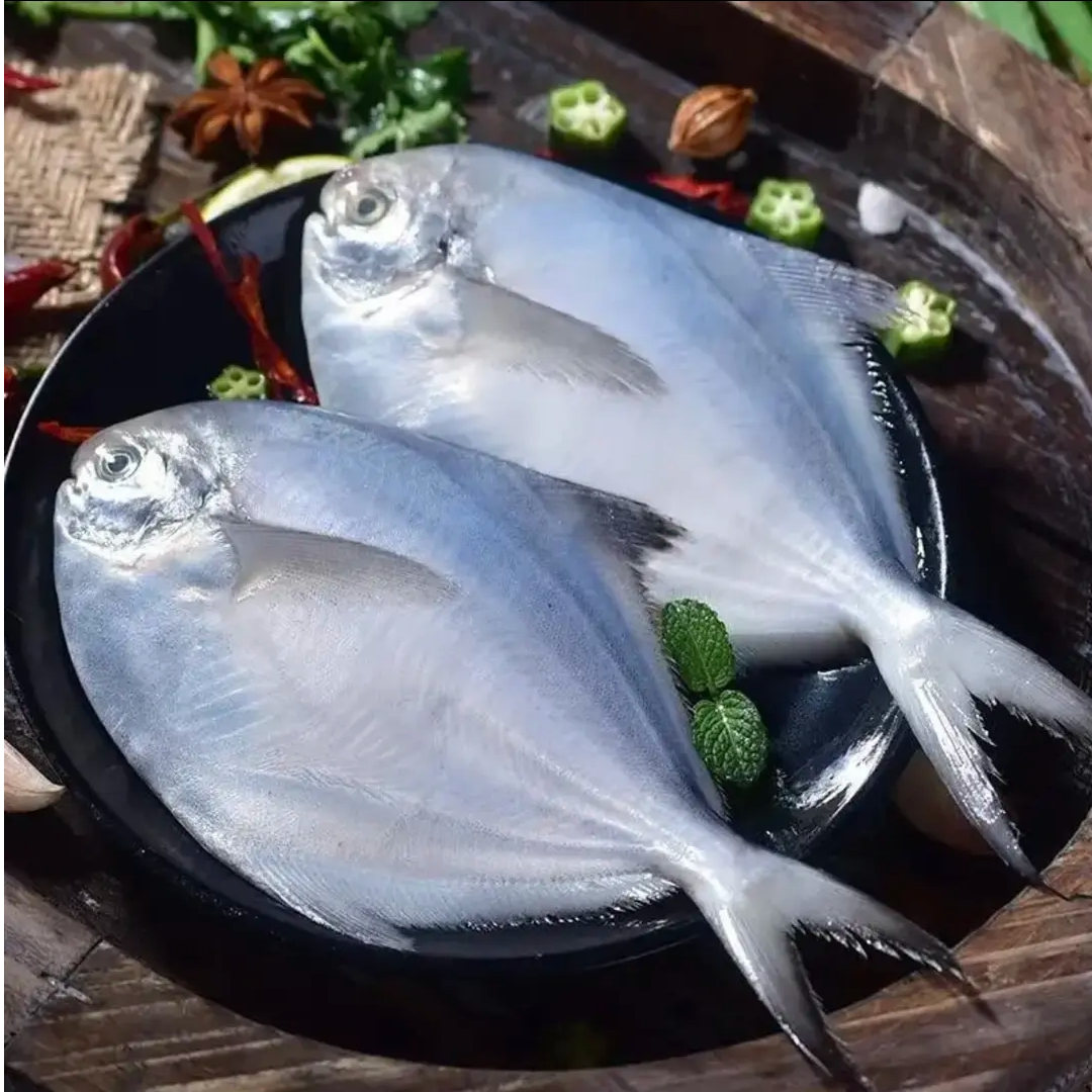 【东海】宁波东海海捕码头直发深海新鲜鲳鱼肉质鲜美顺丰冷链包邮