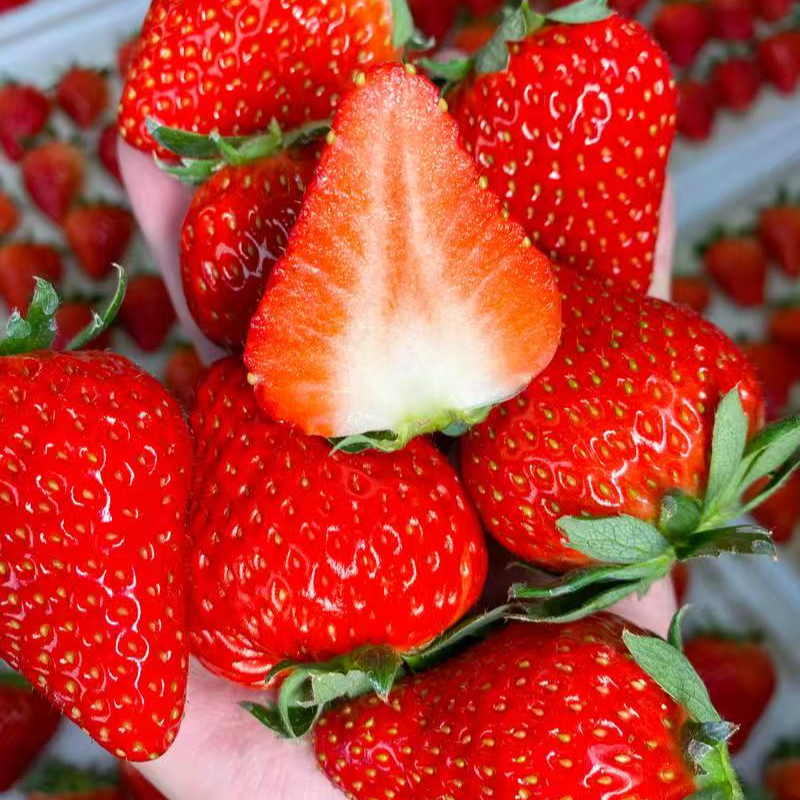 【果王】丹东九九红颜草莓新鲜采摘辽宁省