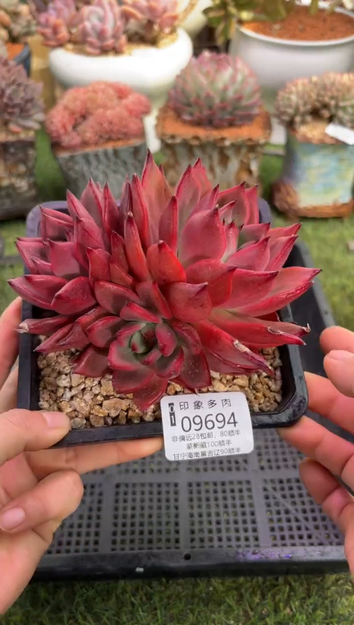 【闪购商品】09694