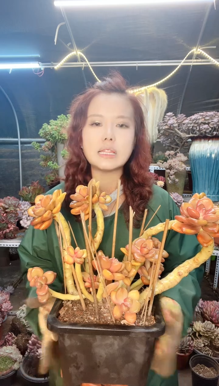 【闪购商品】蛋黄奶 一物一拍 蛋黄奶