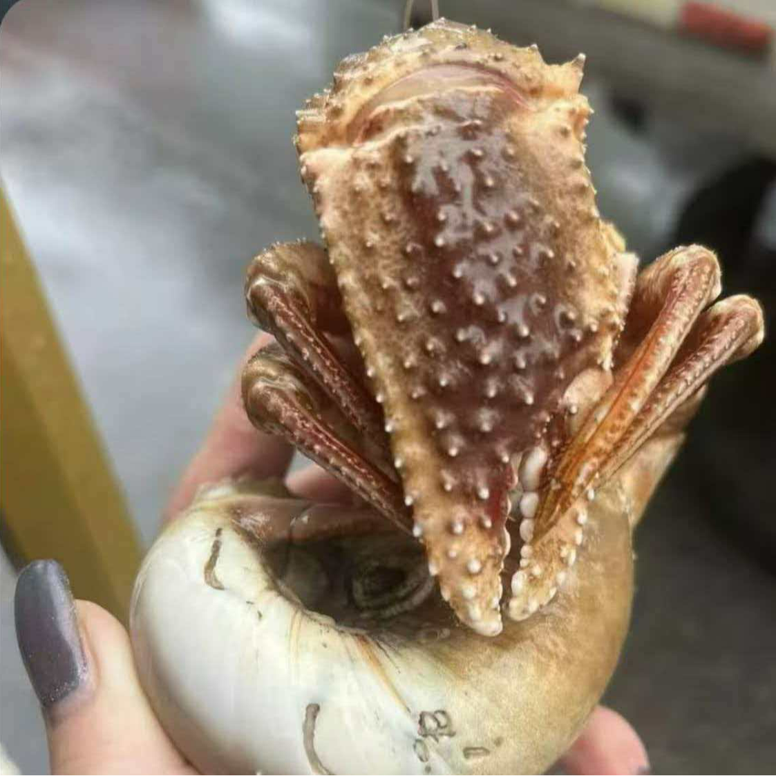 【1大连海洋岛虾怪】3斤寄居蟹顺丰包邮包鲜不包活个别有沙蚕