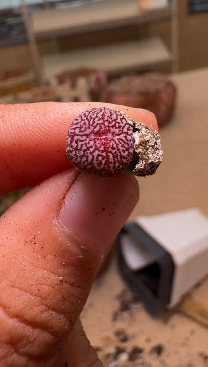 10-236多肉植物肉锥