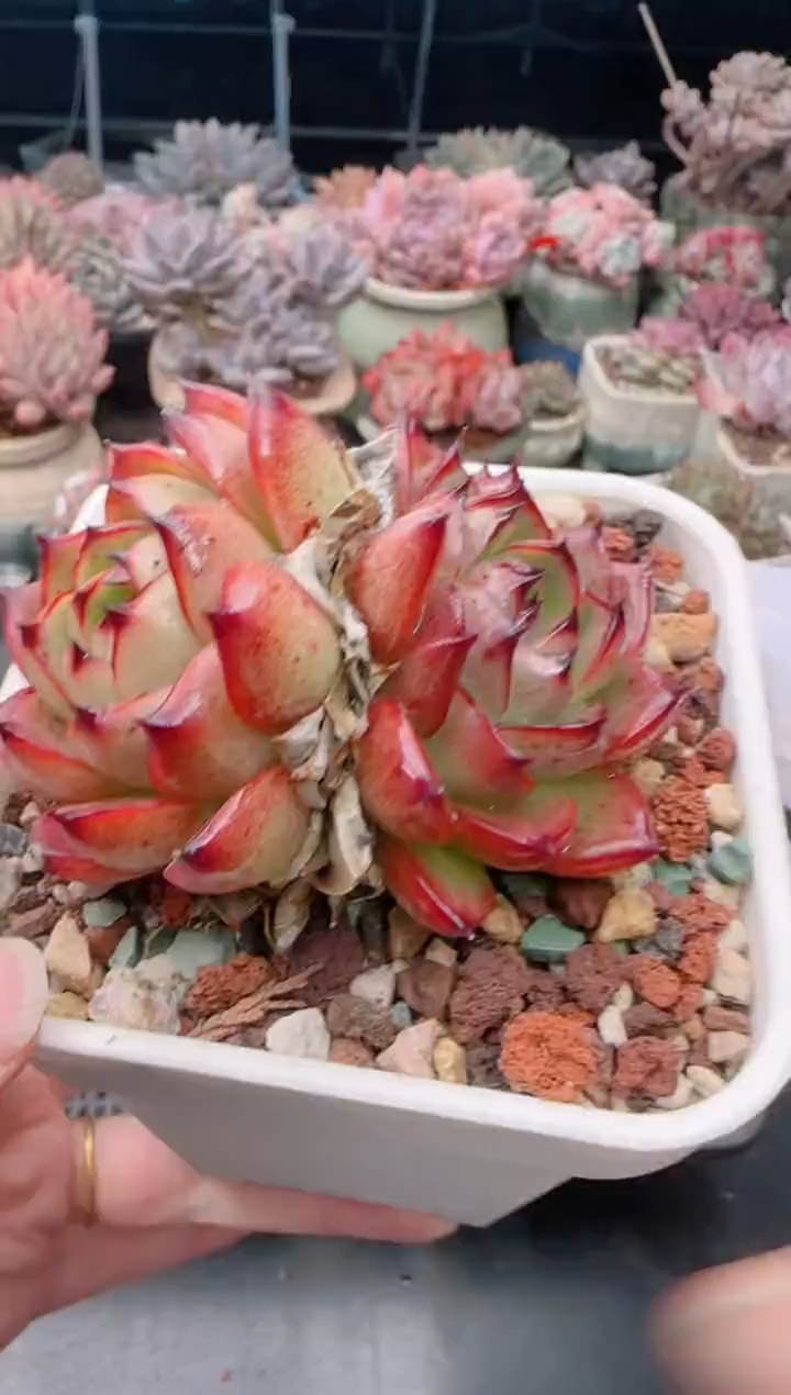 【闪购商品】6981.月亮石