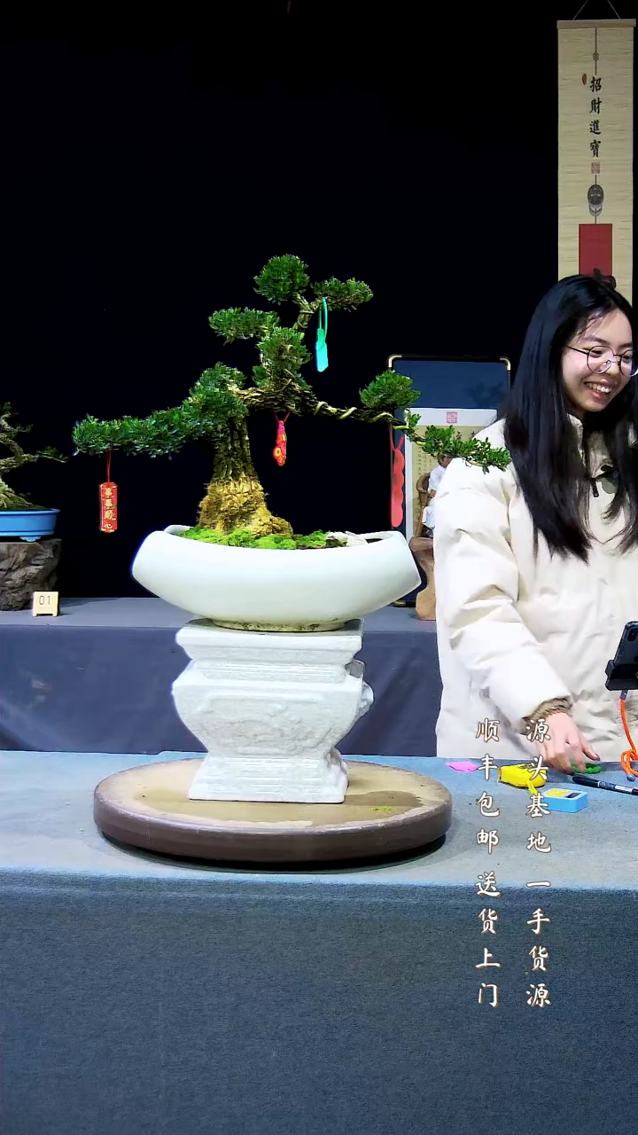 【闪购商品】黄杨盆景黄杨盆景