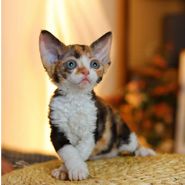 米粒三花妹妹德文卷毛宠物猫卷毛猫猫咪