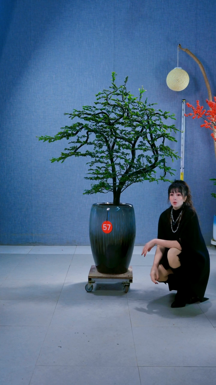 无花朵云**轻57号.....