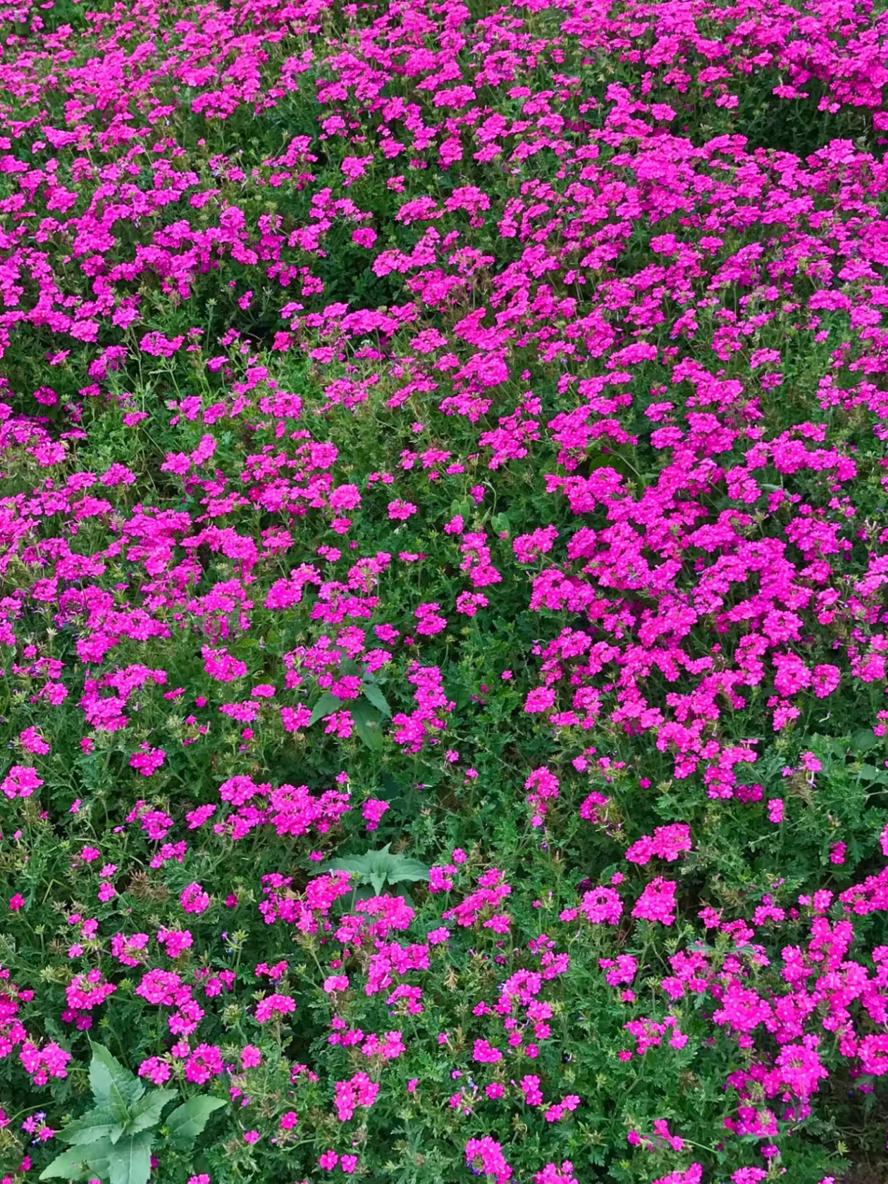 【美女樱】粉色耐旱耐寒耐热地栽