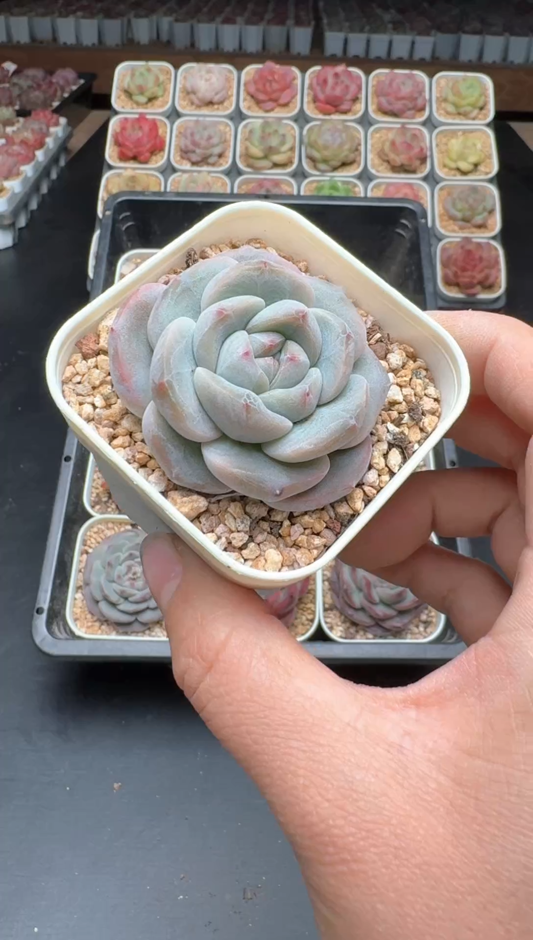 【闪购商品】649B物拍多肉带盆土6.5杯拍3颗包柚