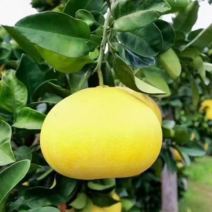 浙江玉环文旦柚高山种植当季新鲜水果鲜嫩多汁果香浓郁