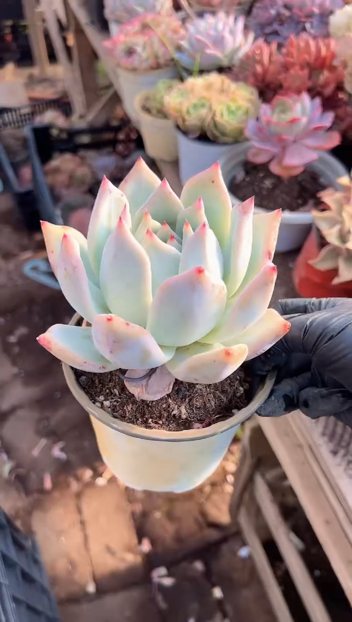 清***月阿迷洲多肉花卉28235