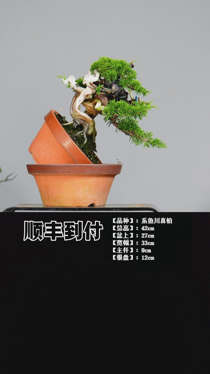 无花朵F*生b699系鱼川真柏bubaoyou